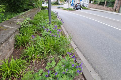Bild zeigt Begleitgrün entlang einer Straße in Bitburg